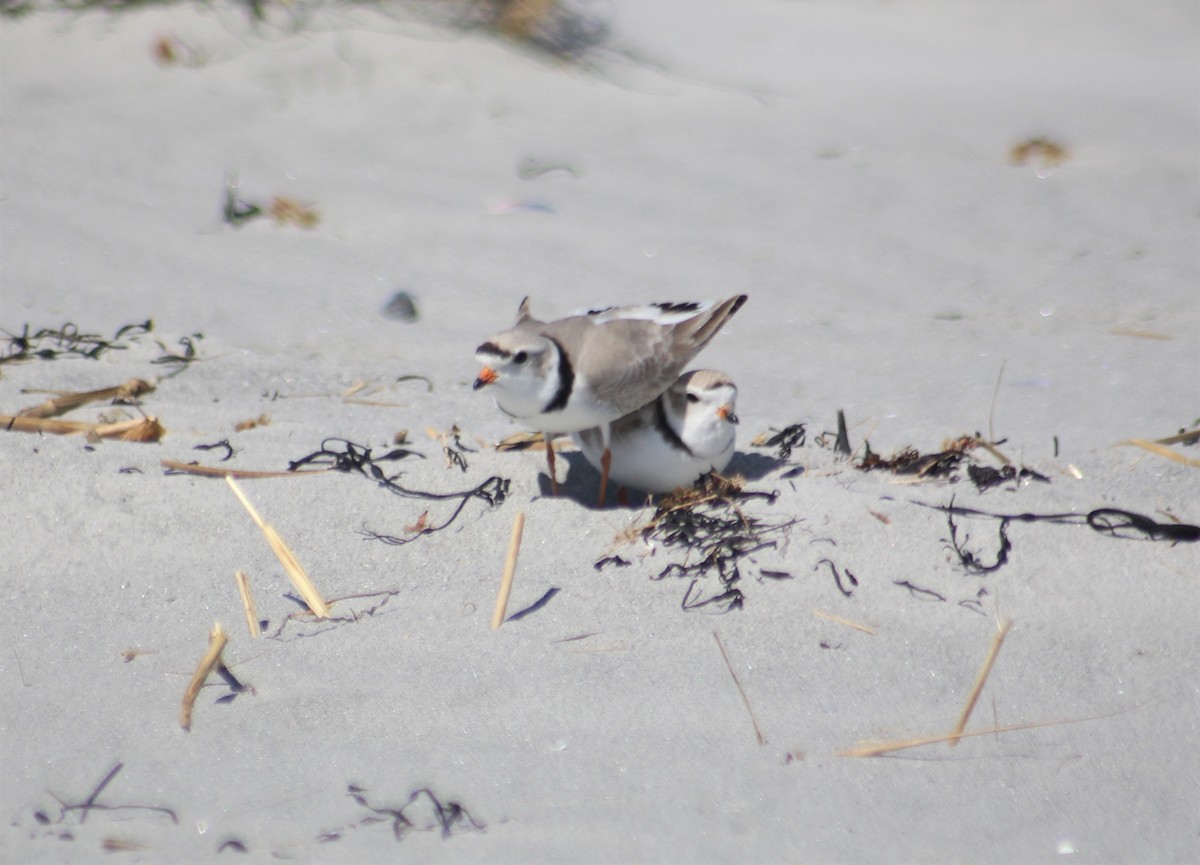 Piping Plover - ML556635941