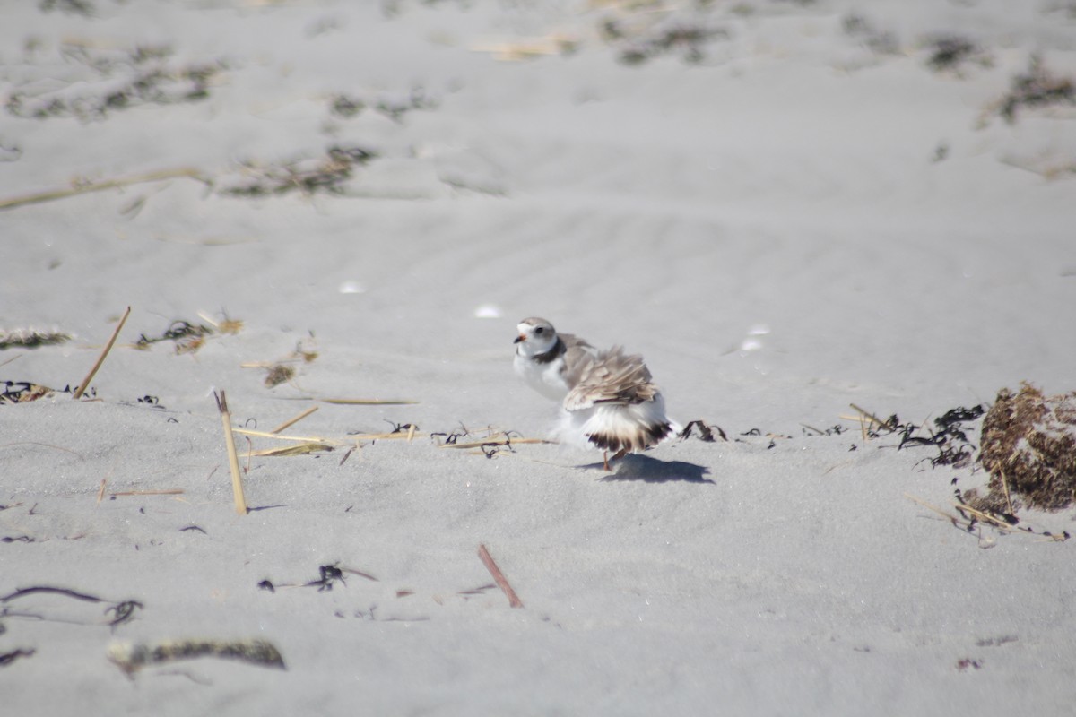 Piping Plover - ML556635981