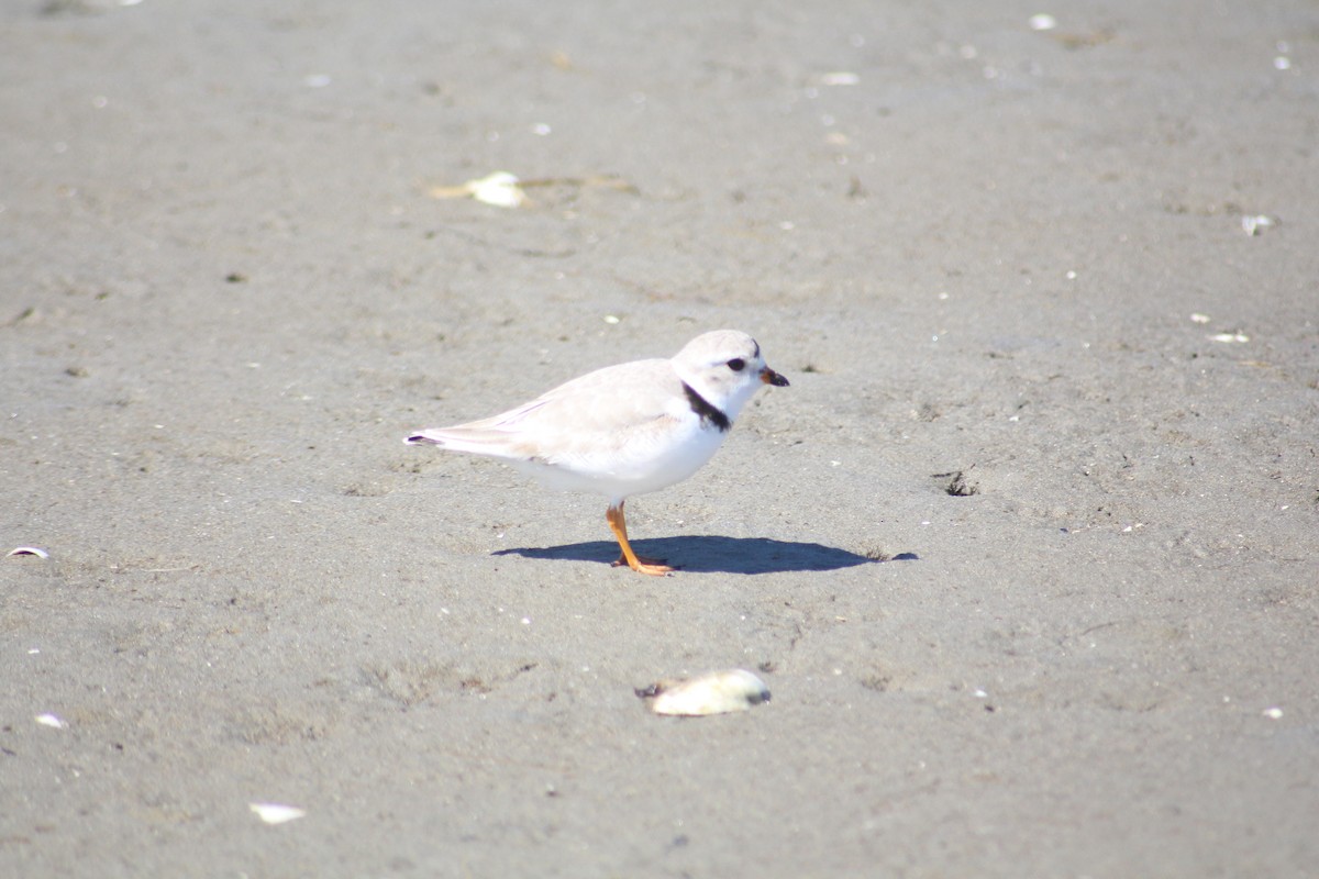Piping Plover - ML556635991