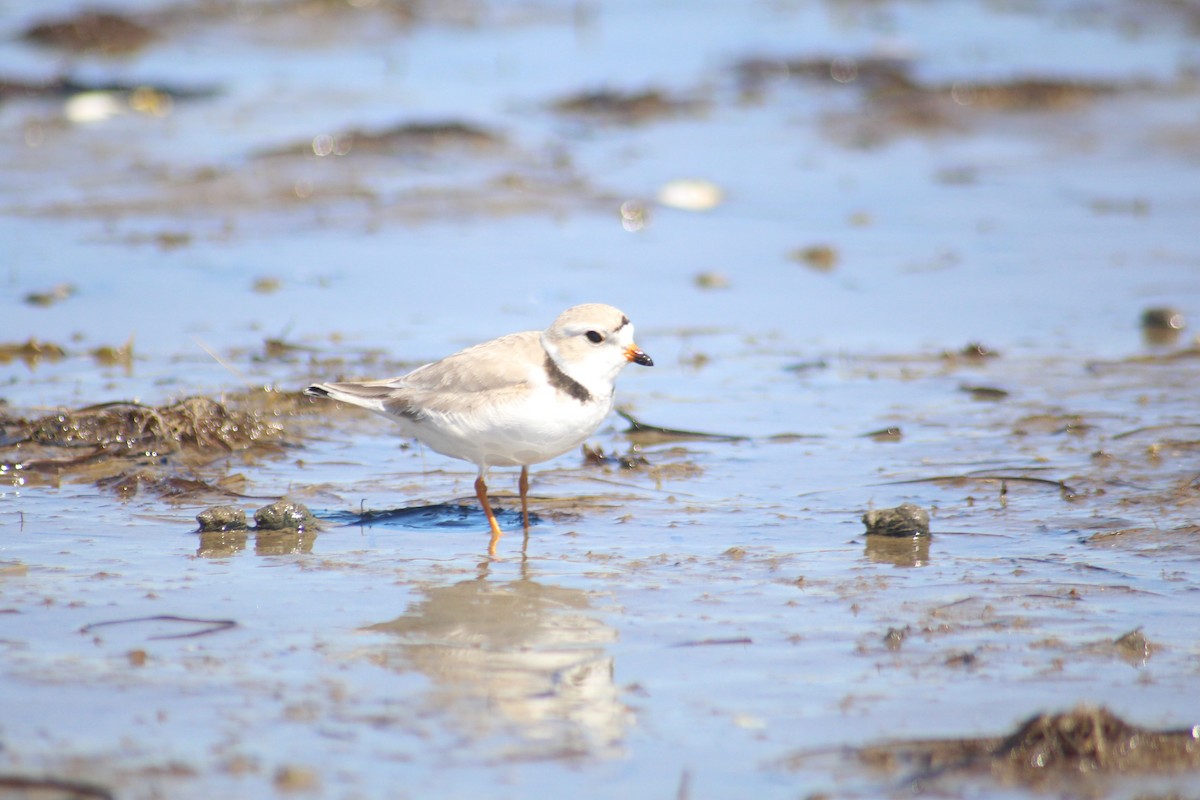 Piping Plover - ML556636001