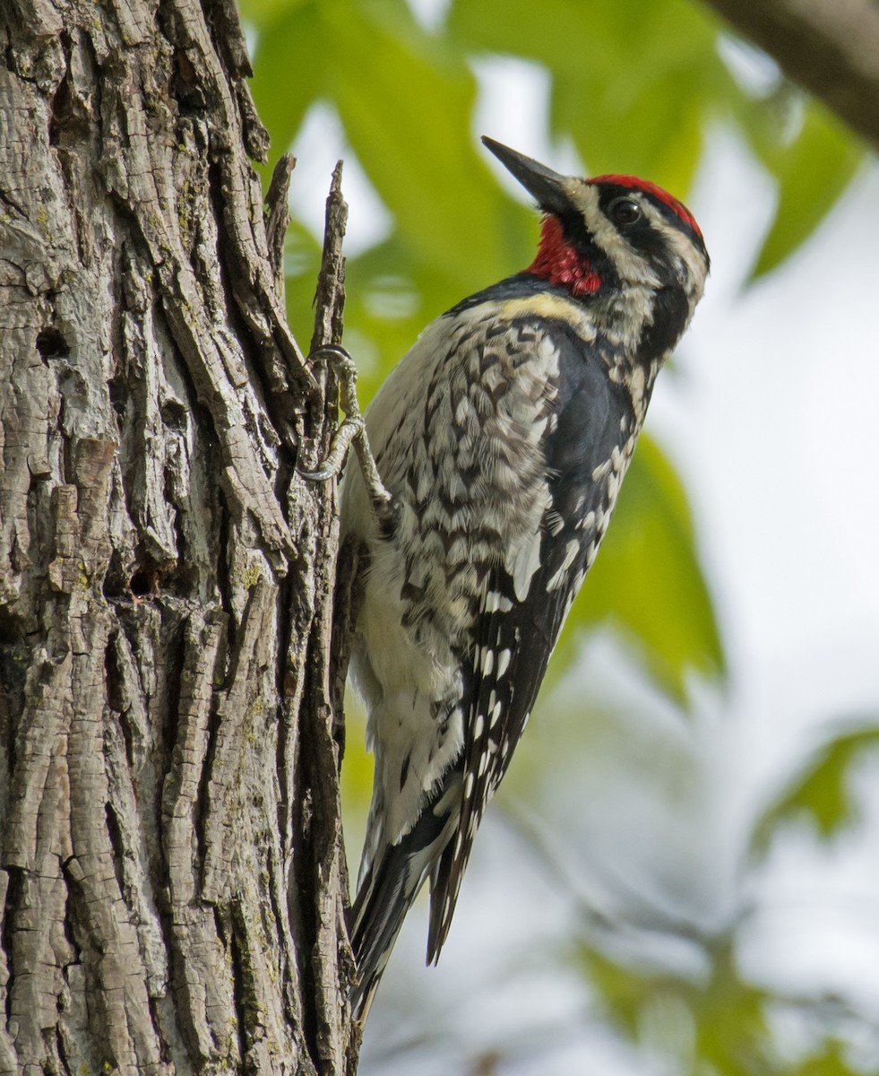 Yellow-bellied Sapsucker - Jack and Shirley Foreman