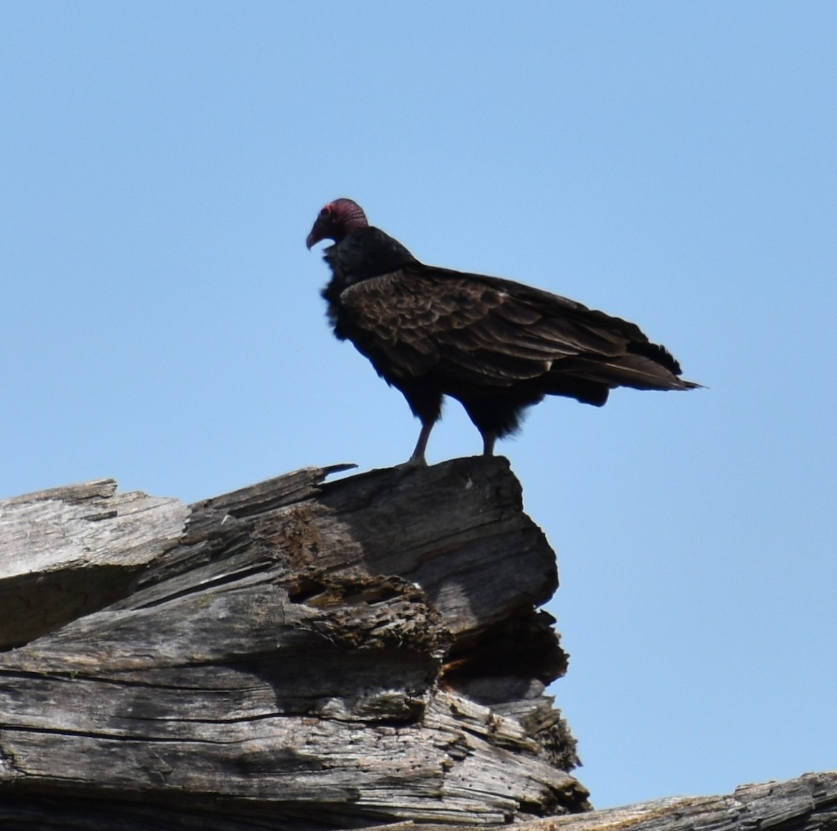 Turkey Vulture - Dale Koeneman