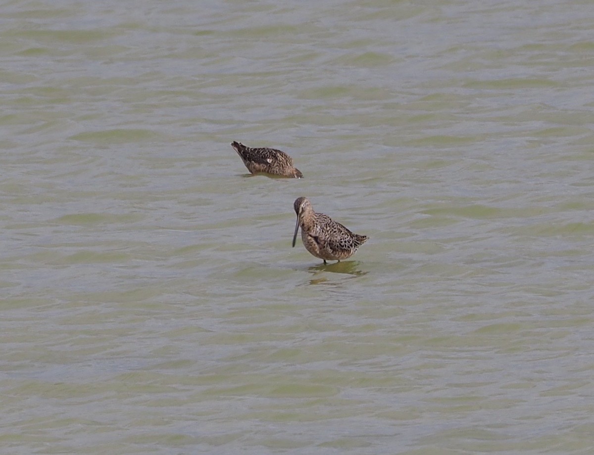 Long-billed Dowitcher - ML55664161