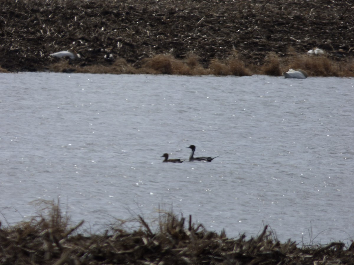 eBird Checklist 1 Apr 2023 Buena Vista Prairie Chicken Meadow SNA