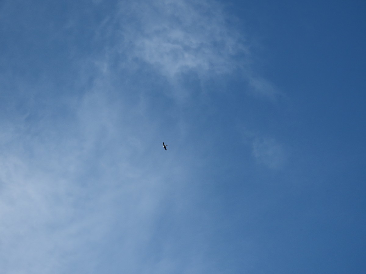 Swallow-tailed Kite - ML556651601