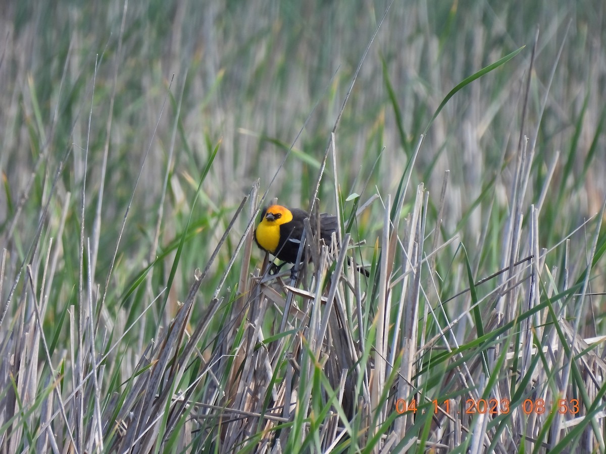 Yellow-headed Blackbird - ML556656581