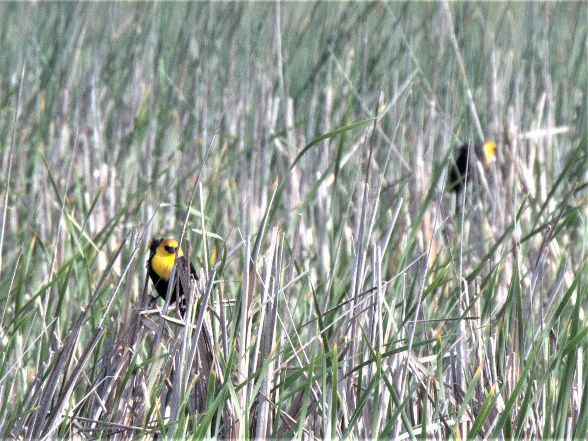 Yellow-headed Blackbird - ML556656661