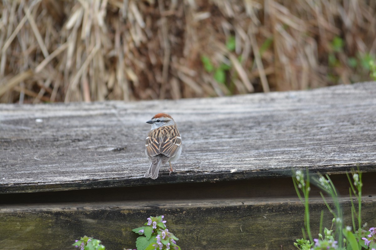 Chipping Sparrow - ML55665741