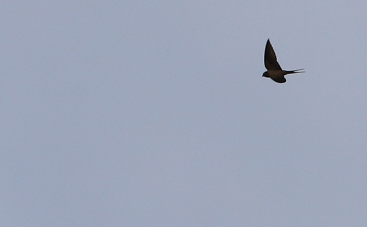 Barn Swallow (American) - ML556661531