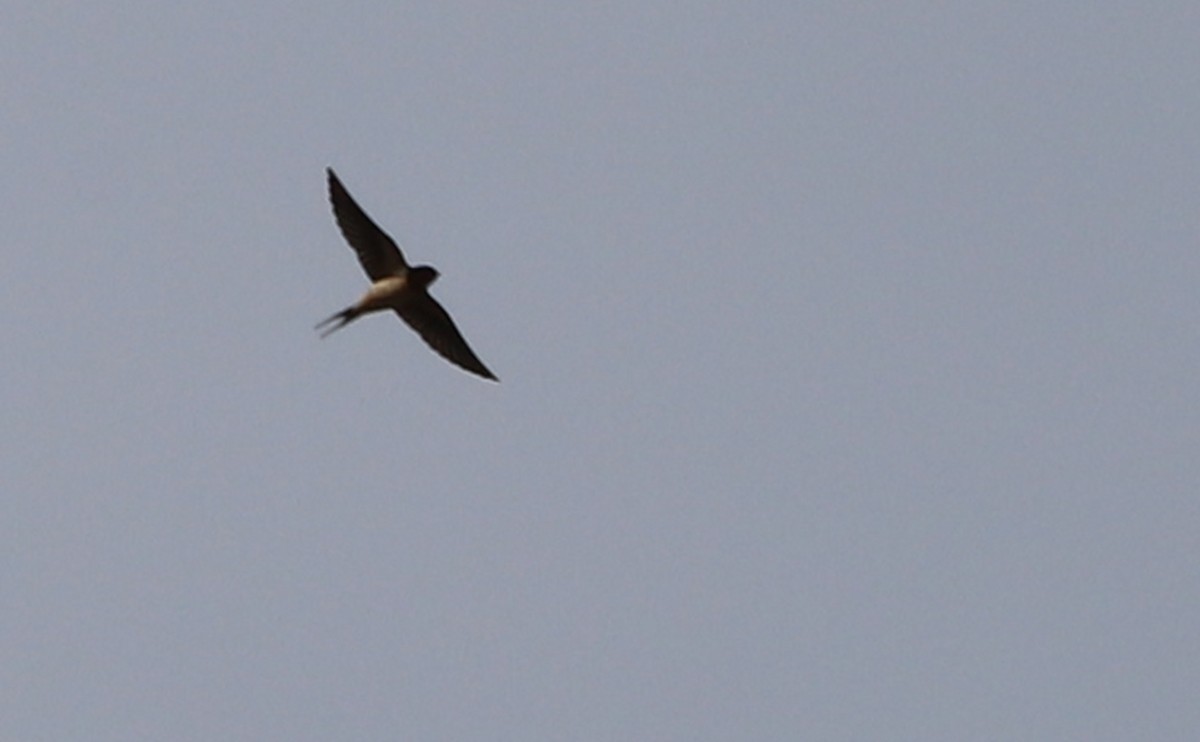 Barn Swallow (American) - ML556661541