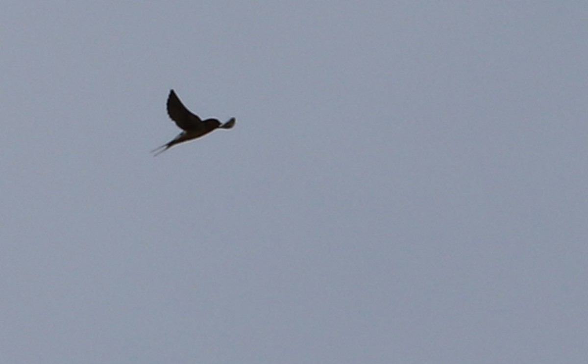 Barn Swallow (American) - ML556661551