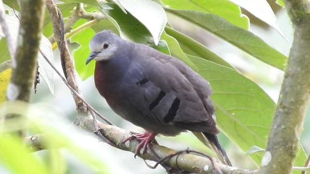 Maroon-chested Ground Dove - ML556662471
