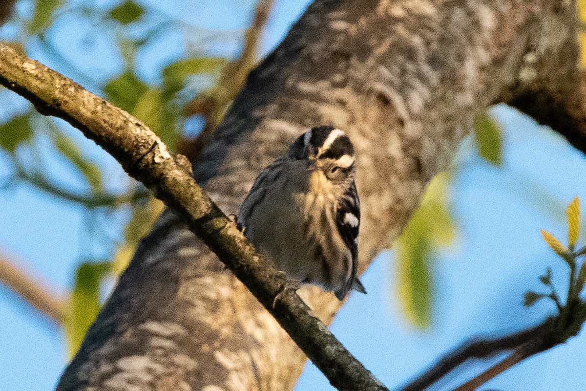 Black-and-white Warbler - ML556665631