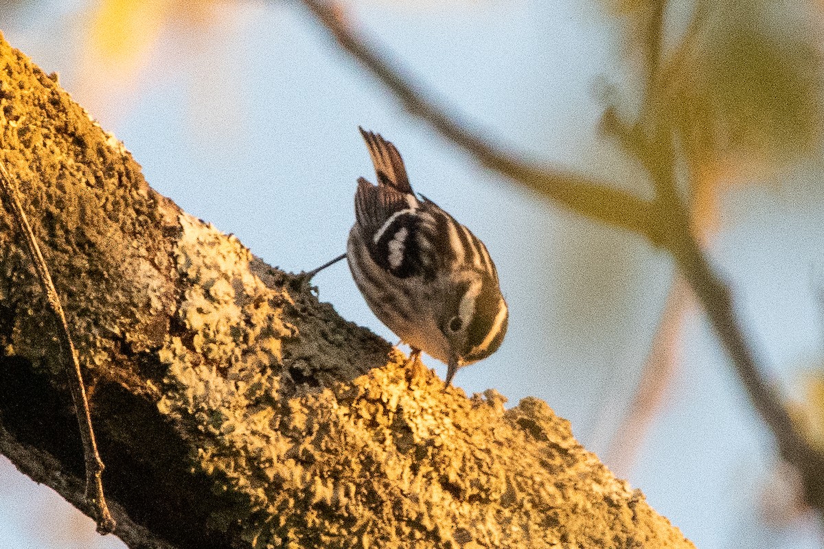 Black-and-white Warbler - ML556665641