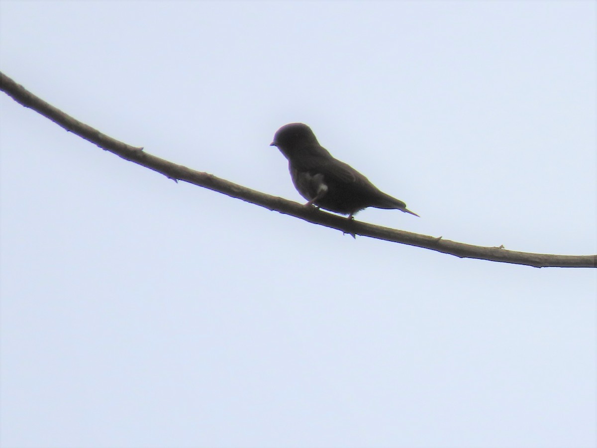 White-thighed Swallow - ML556672341