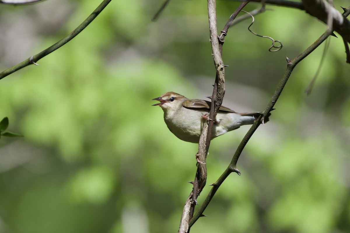 ML556672941 - Swainson's Warbler - Macaulay Library