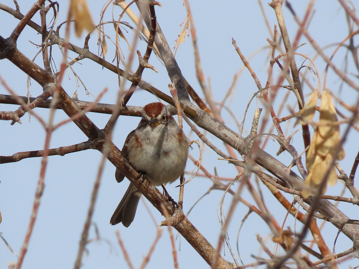 American Tree Sparrow - ML556673031