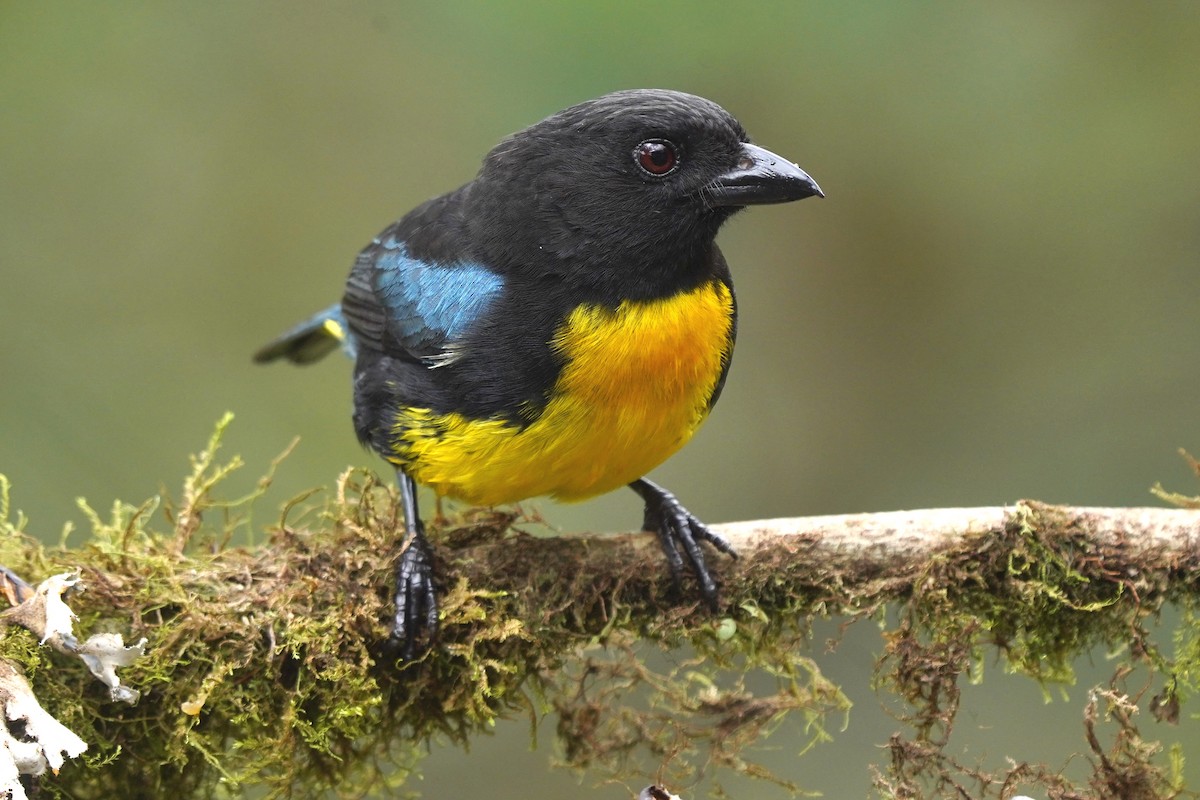 Black-and-gold Tanager - ML556676301