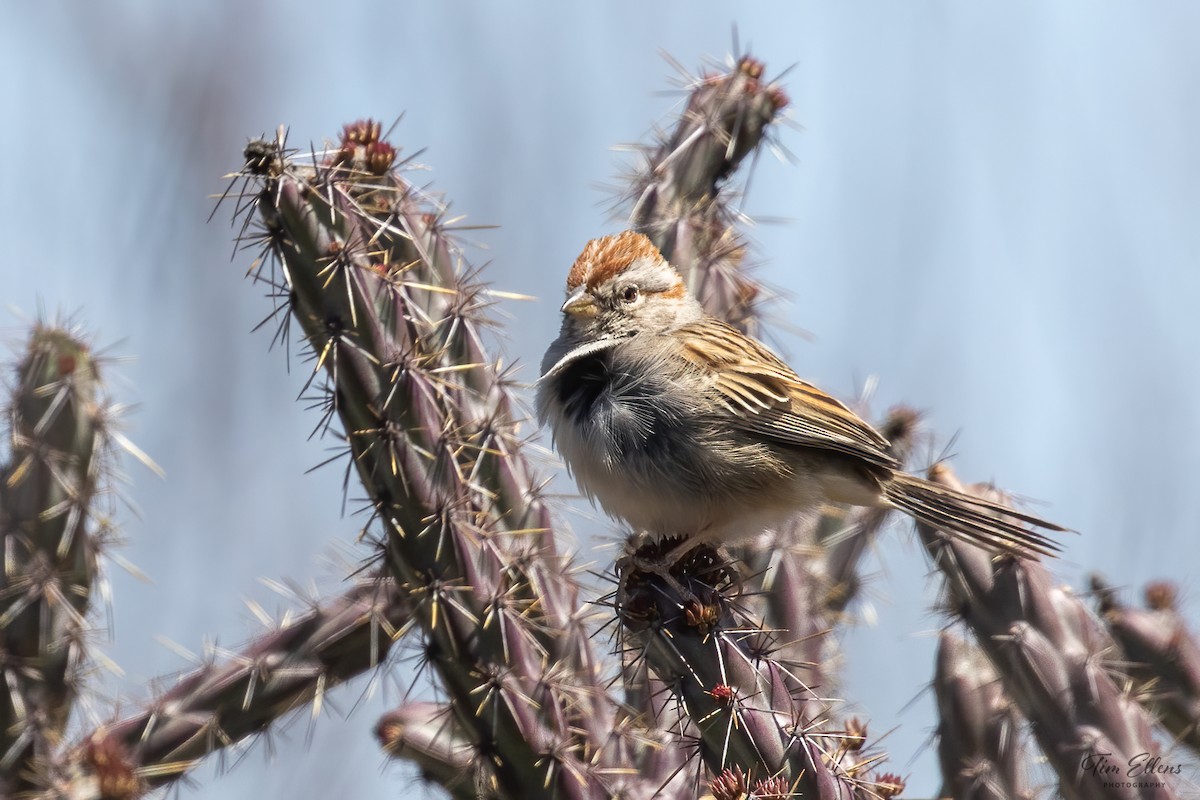 Rufous-winged Sparrow - ML556683191