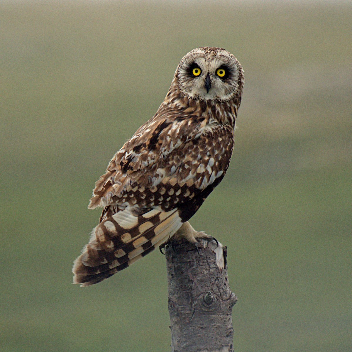 Short-eared Owl - ML556684001