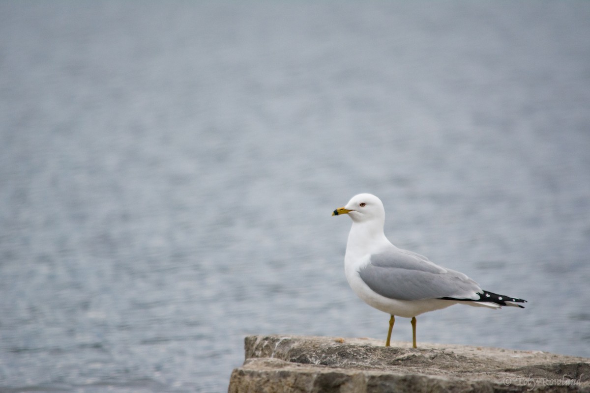 Ring-billed Gull - Toby Rowland