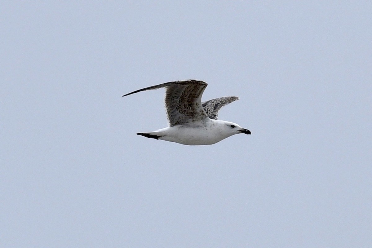 Great Black-backed Gull - Ron Rind