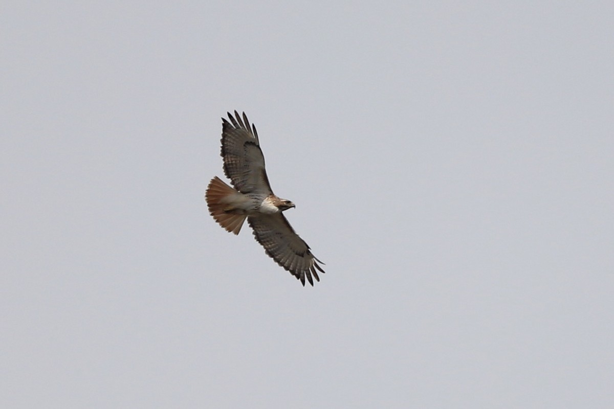 Red-tailed Hawk - ML556691711