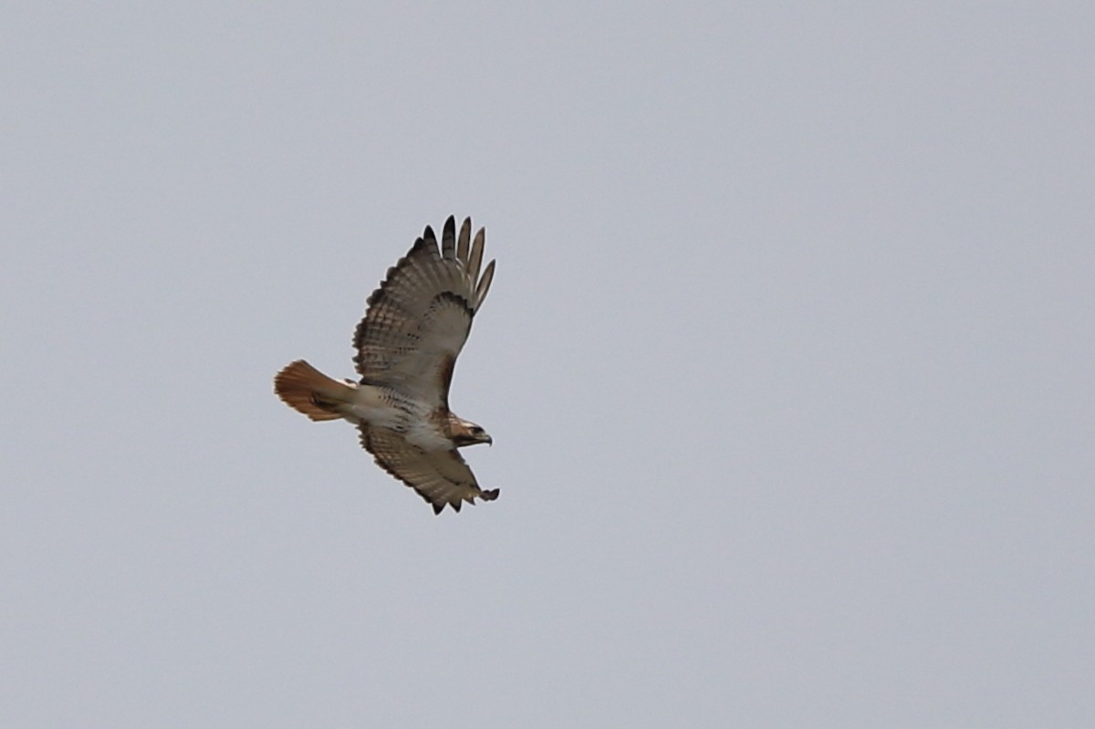 Red-tailed Hawk - ML556691721