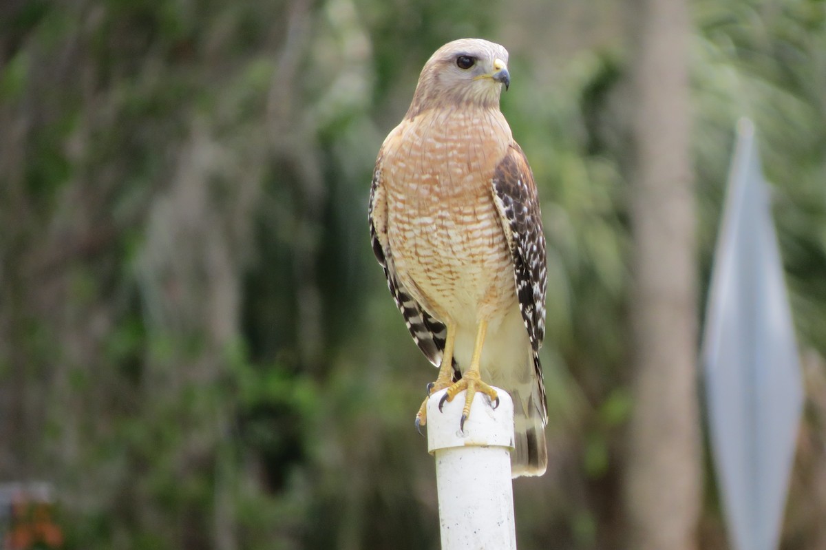 Red-shouldered Hawk - Terry Lodge