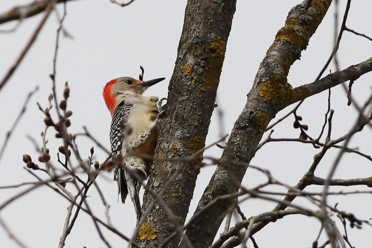 Red-bellied Woodpecker - ML556691811