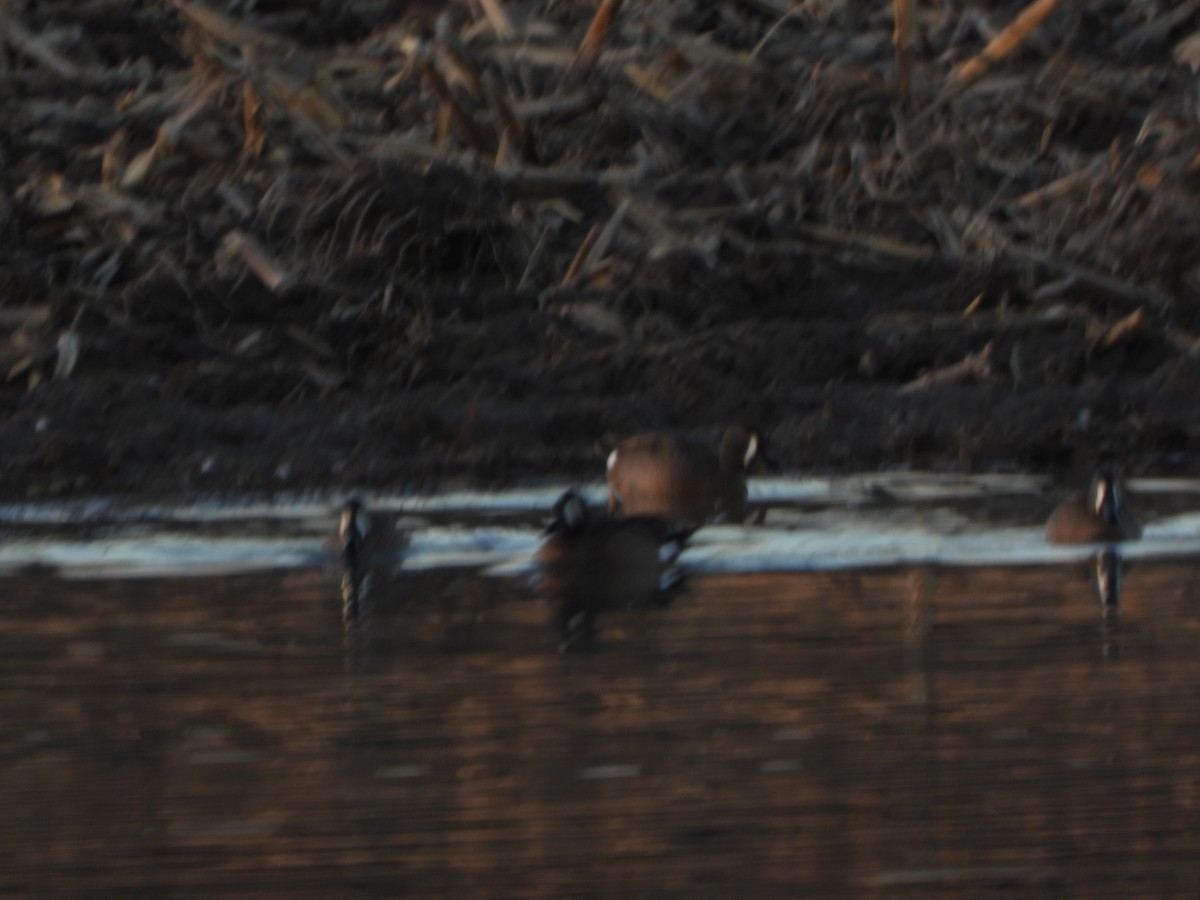 Blue-winged Teal - ML556694151