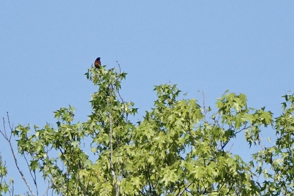 Orchard Oriole - ML556695351