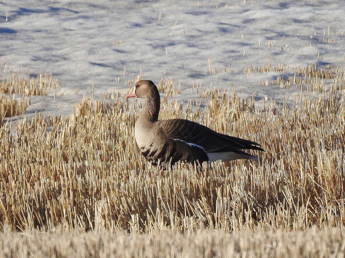Greater White-fronted Goose - ML556698091