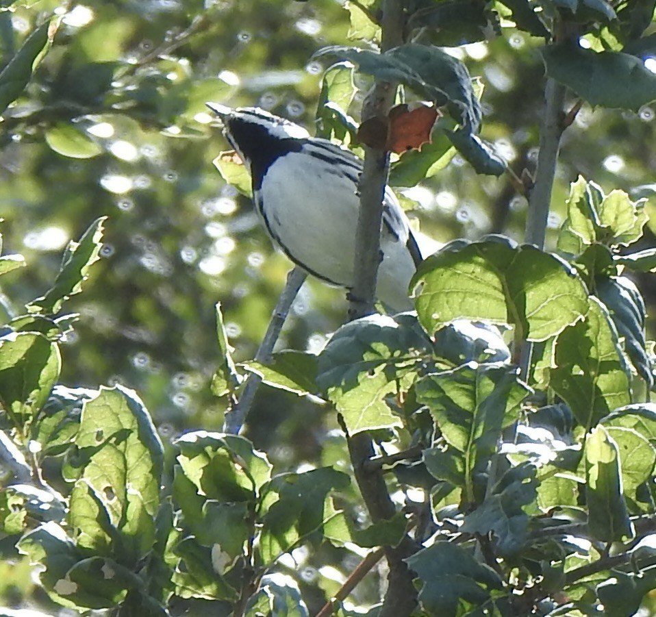 Black-throated Gray Warbler - ML556699851