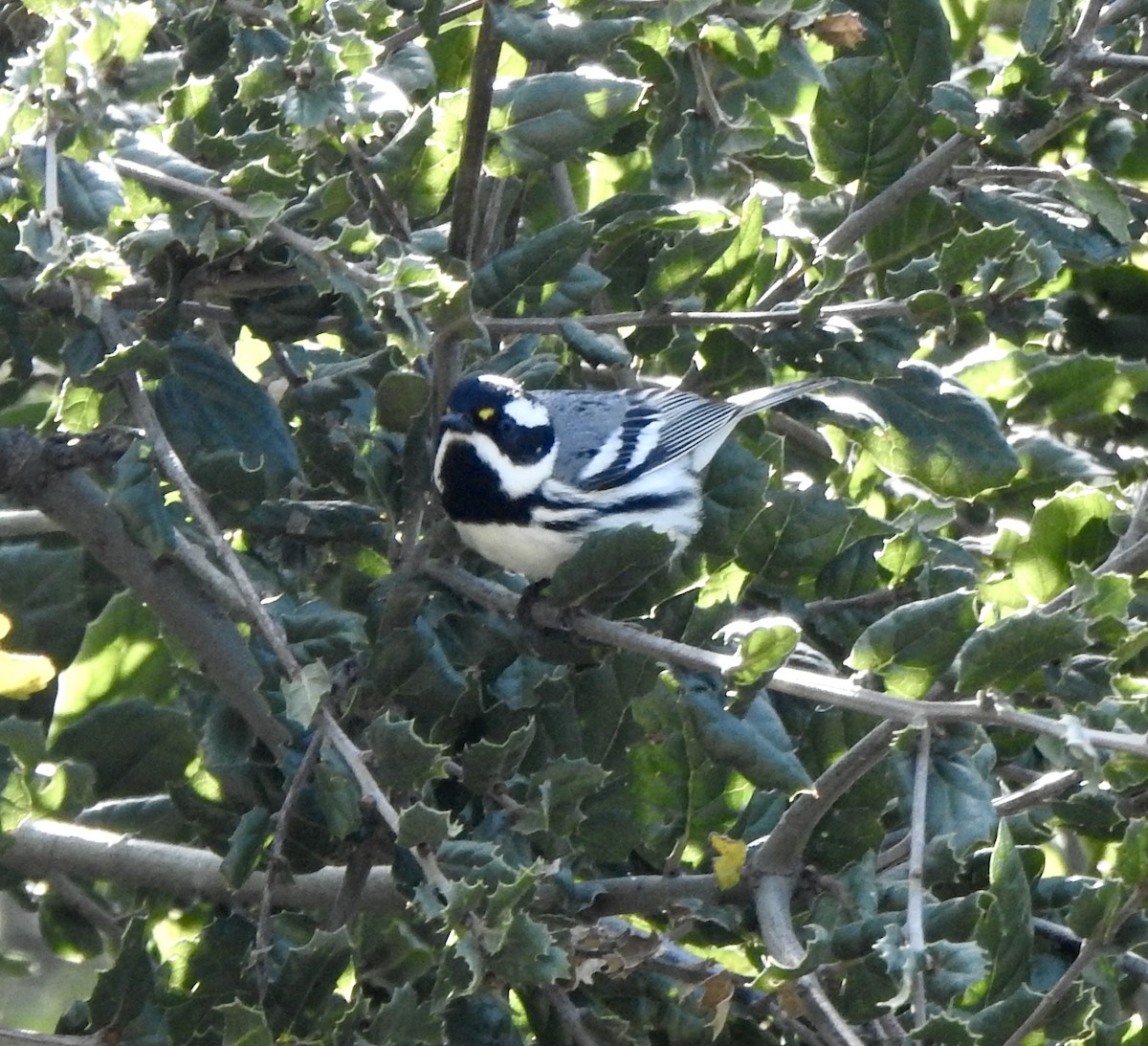 Black-throated Gray Warbler - ML556699871