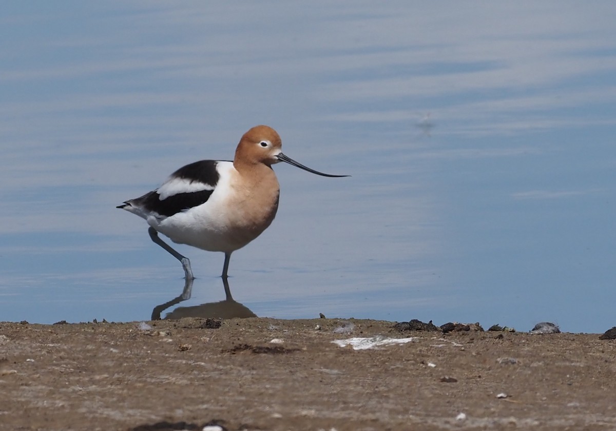 eBird Checklist - 7 Apr 2023 - Confluence Park (Delta) - 17 species