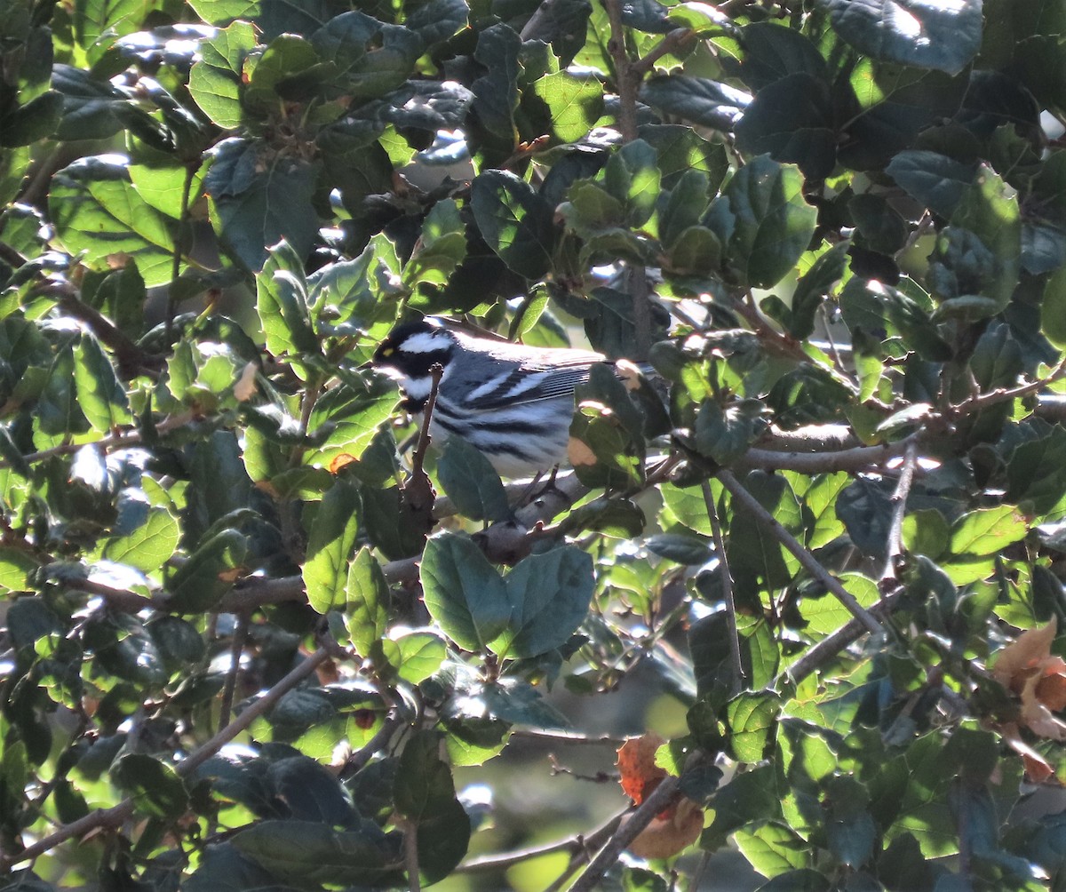 Black-throated Gray Warbler - ML556708201