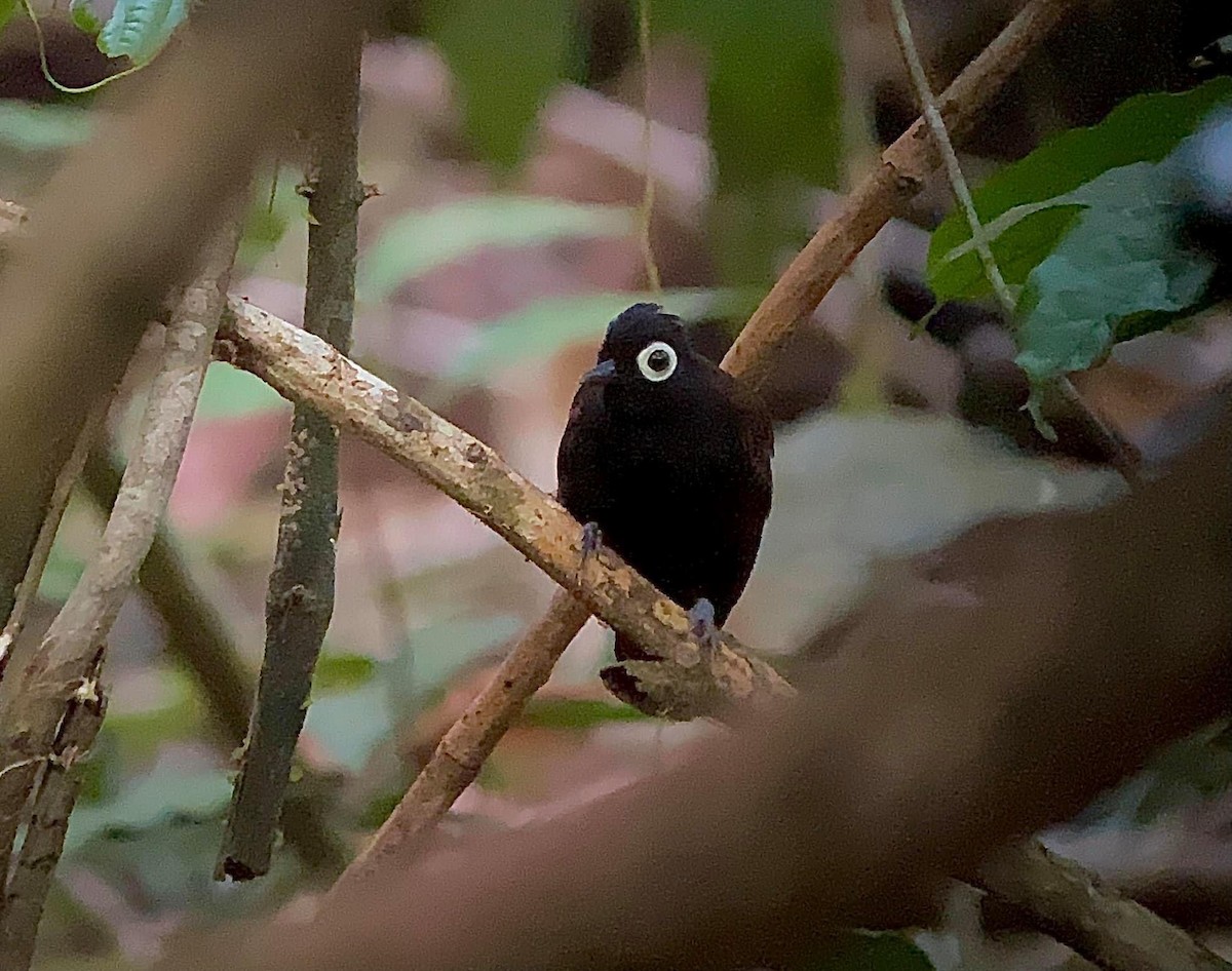 Bare-eyed Antbird - William Orellana (Beaks and Peaks)