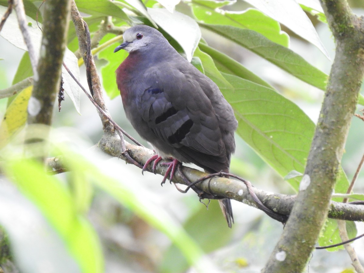Maroon-chested Ground Dove - ML556716341