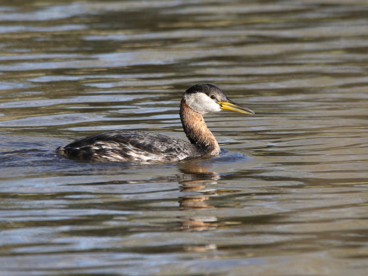 Red-necked Grebe - ML556717471