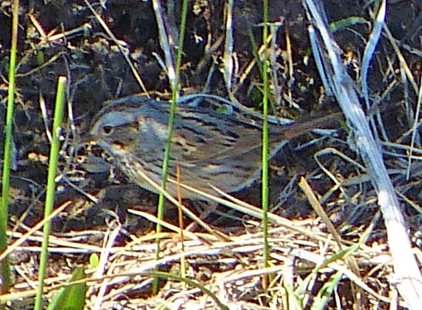 Lincoln's Sparrow - lynda fenneman
