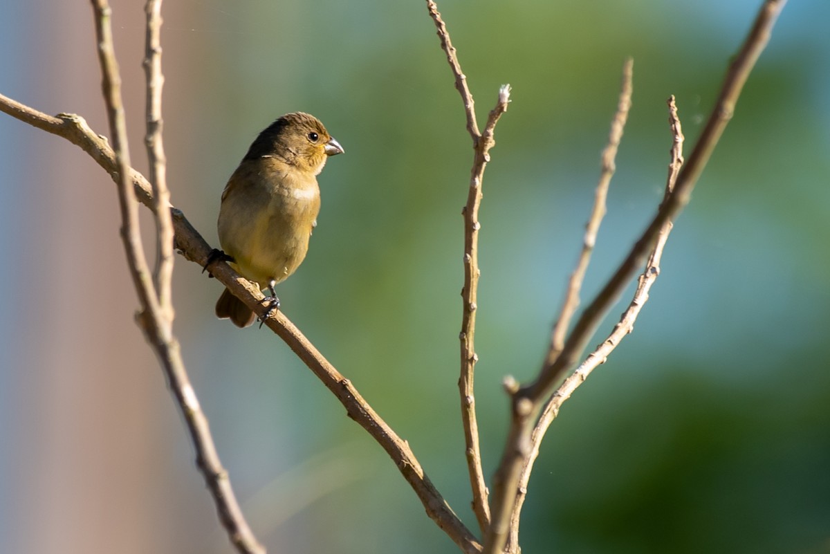 Double-collared Seedeater - ML556723241