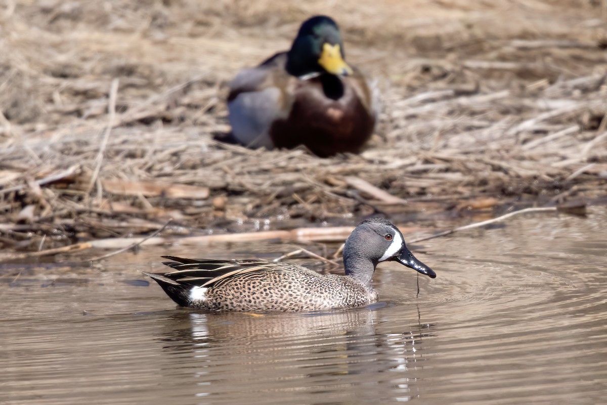 Blue-winged Teal - ML556728111