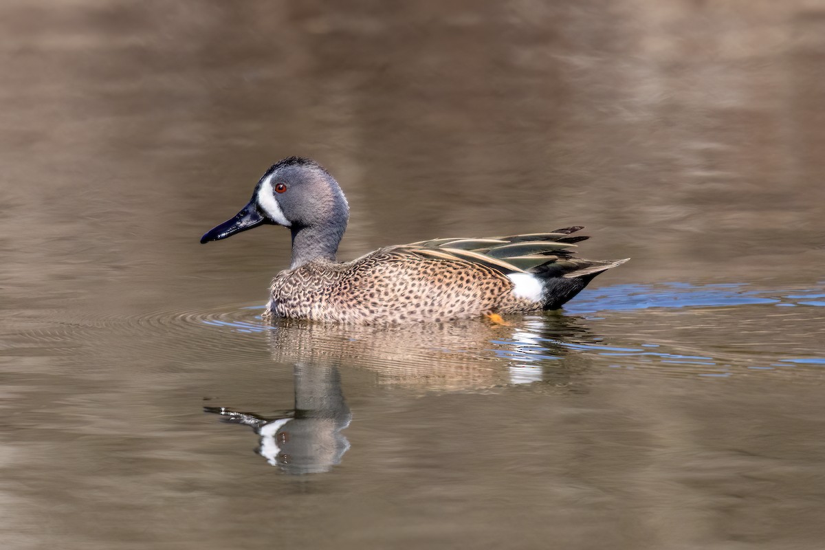 Blue-winged Teal - ML556728121