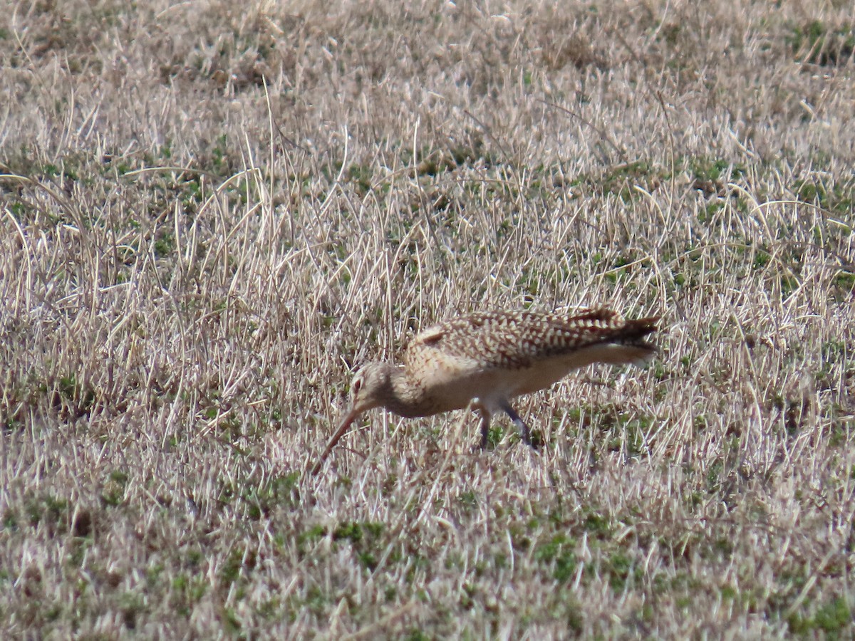 Long-billed Curlew - ML556730501