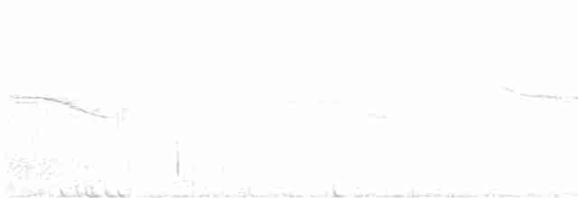 Breitspiegel-Nachtschwalbe - ML556737401