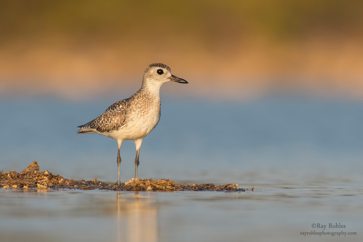 Black-bellied Plover - Ray Robles