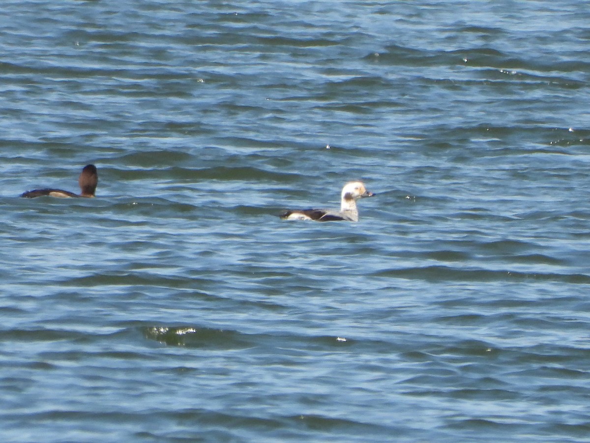 Long-tailed Duck - ML556740541