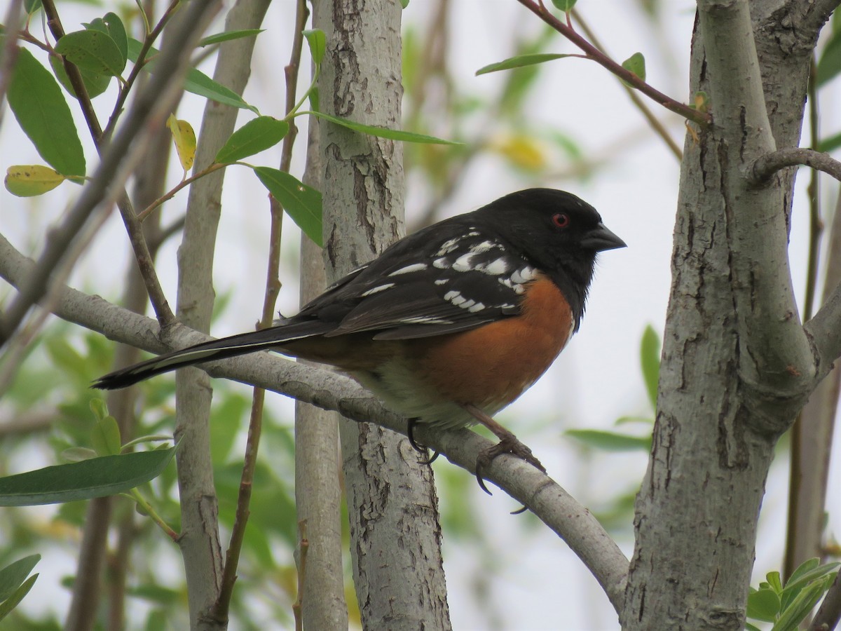 Spotted Towhee - ML556741851