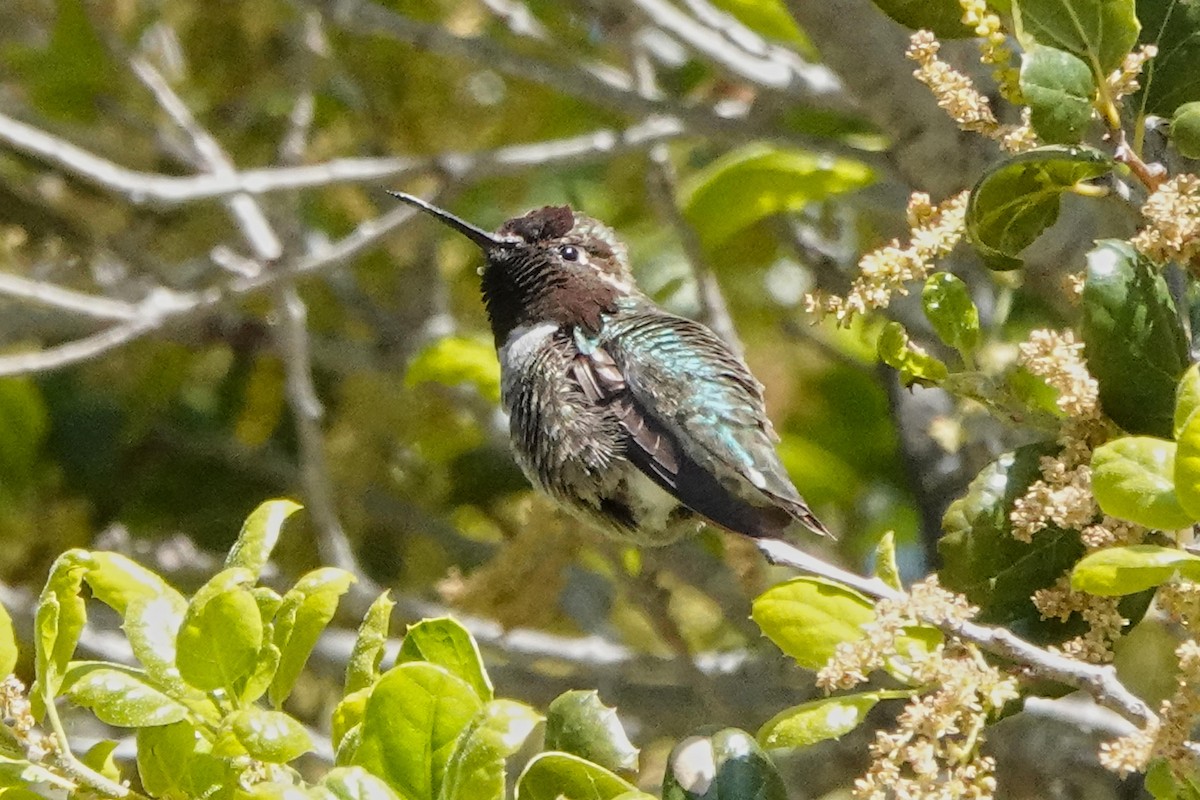 Anna's Hummingbird - ML556741931